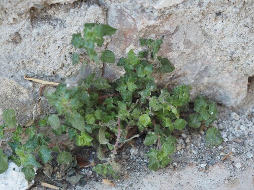 Parietaria judaica