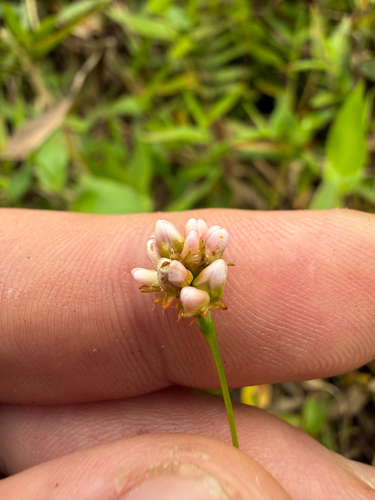 arrow-leaved tearthumb