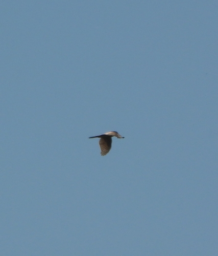 Eurasian Sparrowhawk