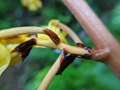 Galeola lindleyana