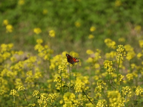 European Peacock Butterfly