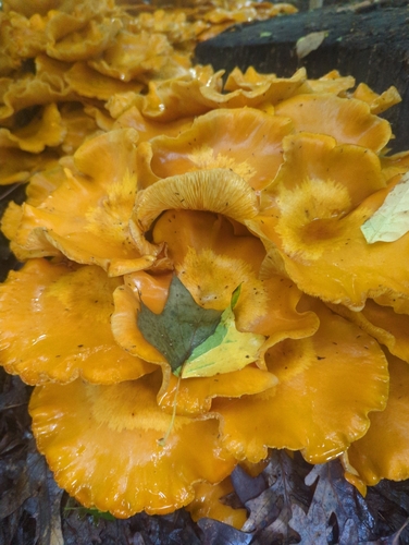 Eastern American jack-o'-lantern