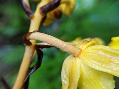 Galeola lindleyana