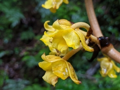 Galeola lindleyana