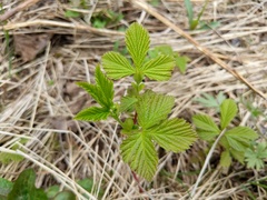 Rubus pubescens