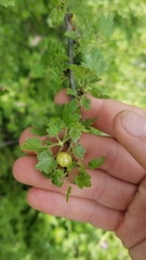 Ribes quercetorum