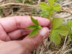 Rubus pubescens