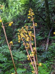 Galeola lindleyana
