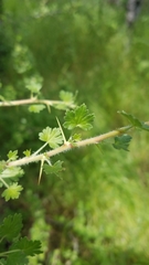 Ribes quercetorum