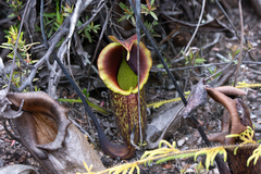 Nepenthes maxima