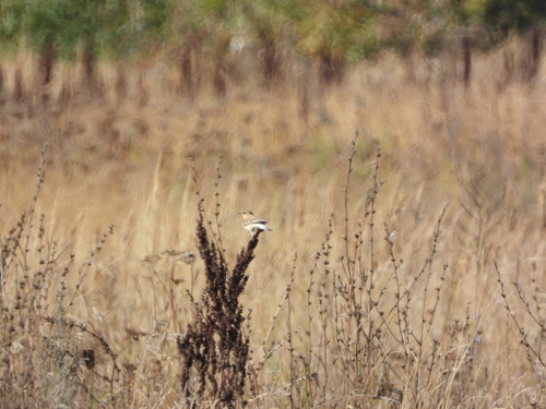 Northern Wheatear