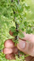 Ribes quercetorum