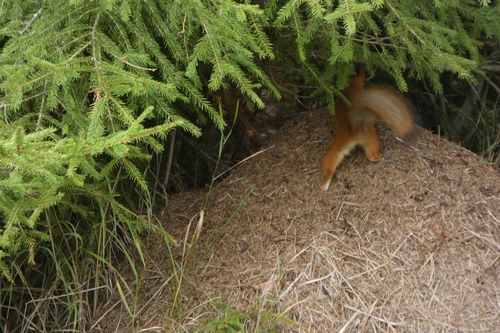 Eurasian Red Squirrel
