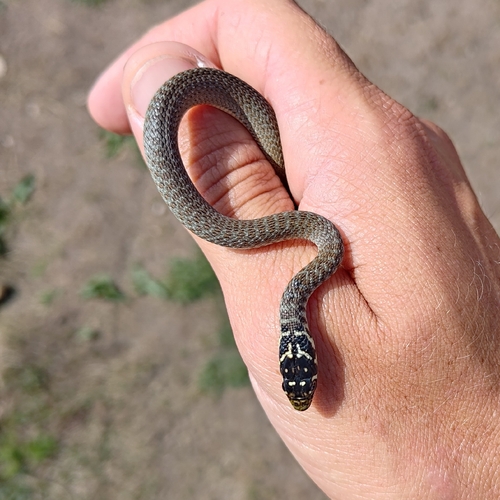 Green Whip Snake
