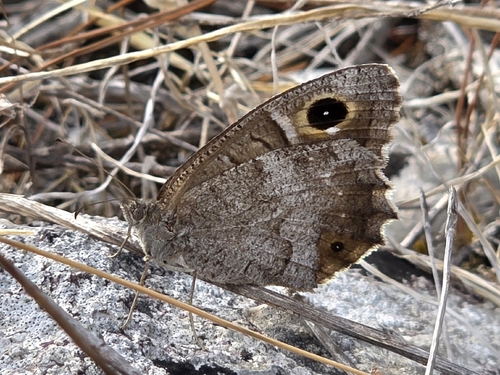 Tree Grayling