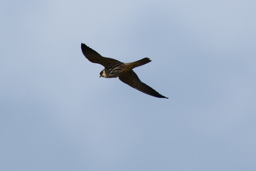 Eurasian Hobby
