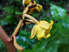Galeola lindleyana