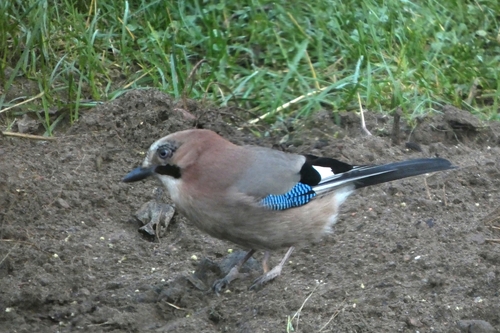 Eurasian Jay