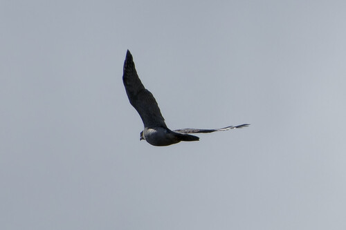 Eurasian Goshawk