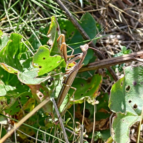 European Mantis