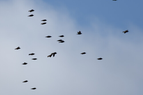 European Starling