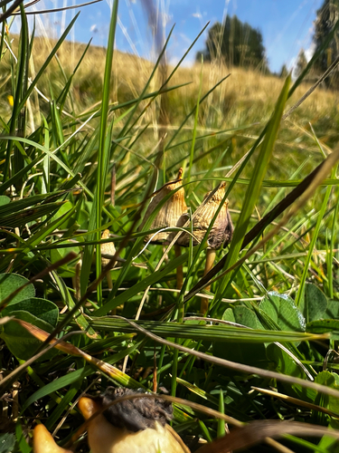 Liberty Cap