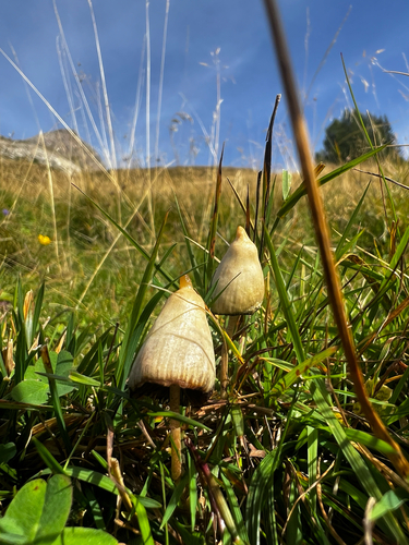 Liberty Cap