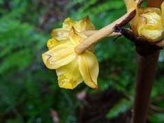 Galeola lindleyana