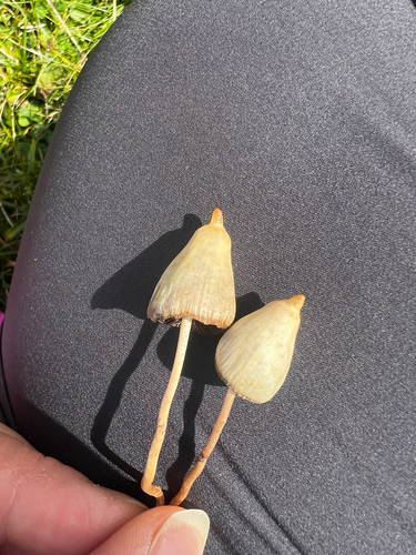 Liberty Cap