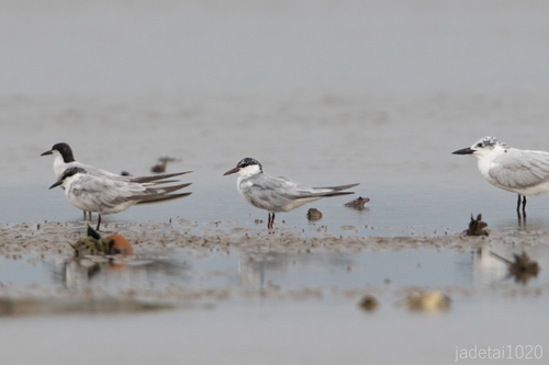 Whiskered Tern