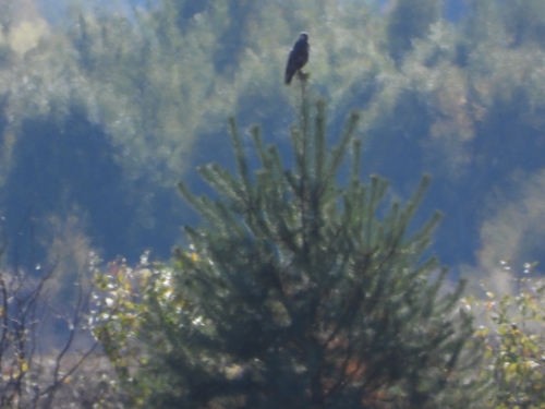 Common Buzzard