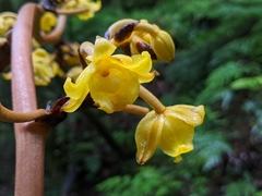 Galeola lindleyana