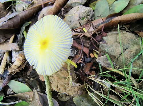 Fragile Dapperling