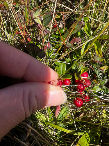 Lingonberry