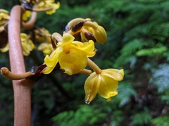 Galeola lindleyana