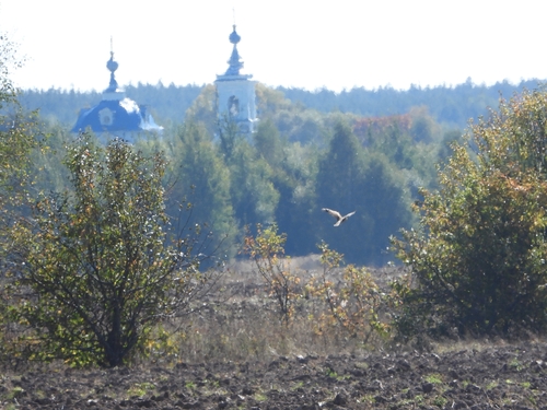 Western Eurasian Kestrel