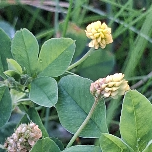 Black Medick