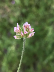 Trifolium bifidum