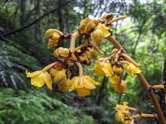 Galeola lindleyana