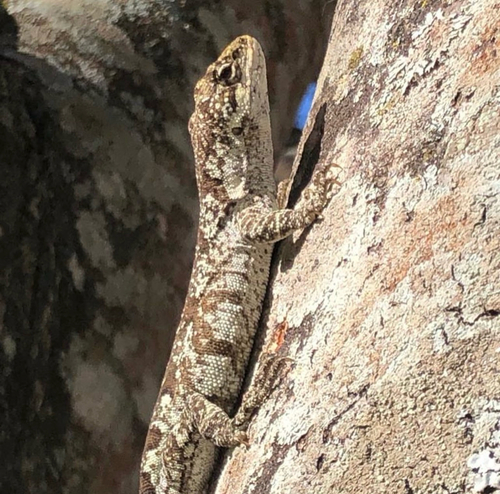 Brazilian Steppe Iguana