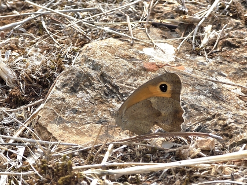Meadow Brown