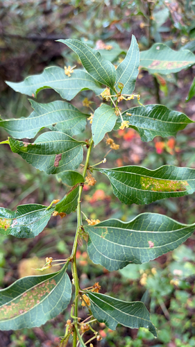 Pointed Leaved Acacia