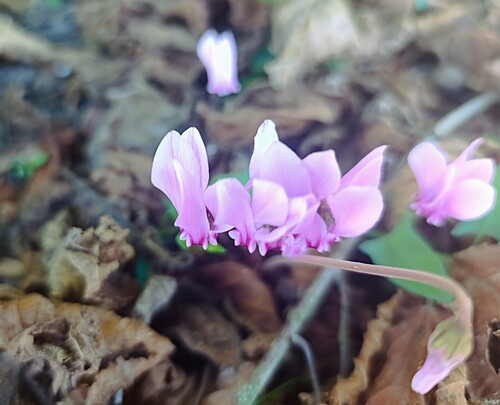 Ivy-leaved cyclamen