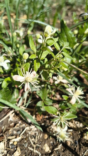 fragrant virgin's-bower