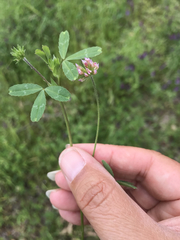 Trifolium bifidum