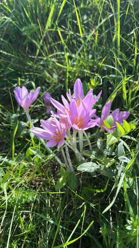 Autumn Crocus