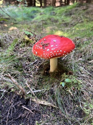 Fly Agaric