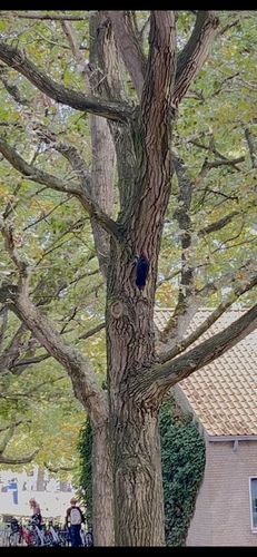 Black Woodpecker