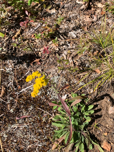 field goldenrod