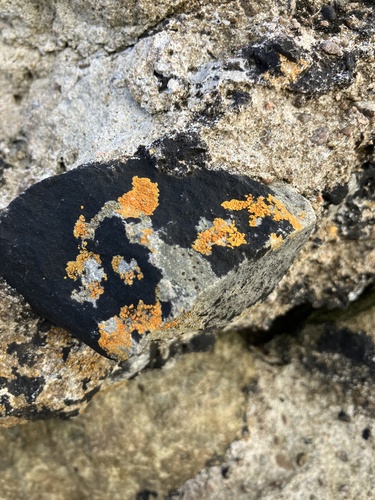 Variospora thallincola